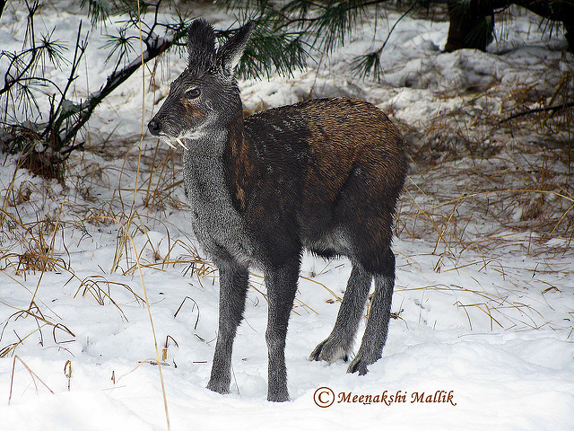 Представитель Семейства Moschidae